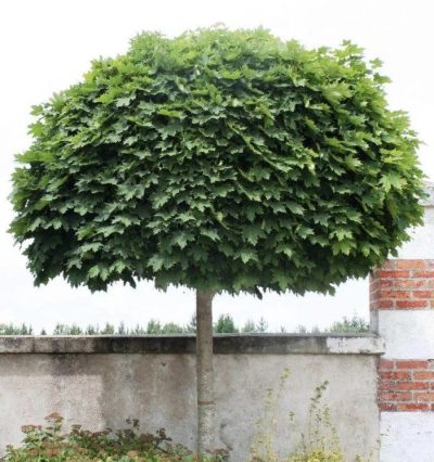 Клен гостролистий Глобозум