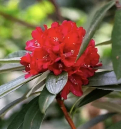 Рододендрон Бузукі / Busuki