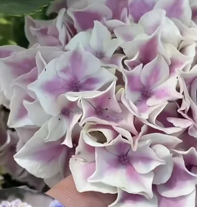 Гортензія Діва / Hydrangea macrophylla Diva