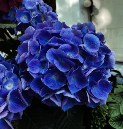 Гортензія Jip Blue