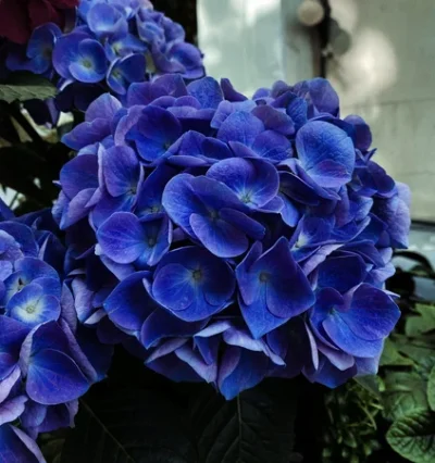 Гортензія Jip Blue