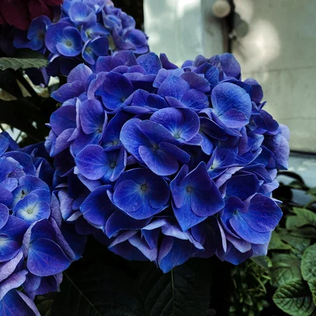 Гортензія Jip Blue