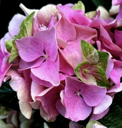 Гортензія макрофіла Rembrandt Doppio "Antico Fresco”