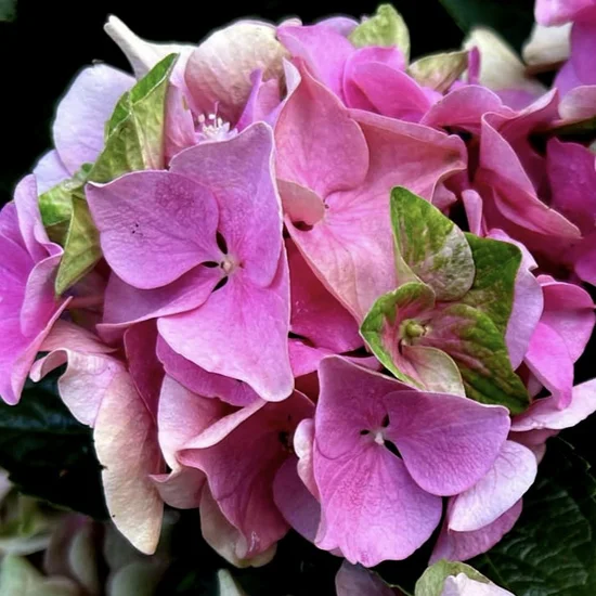 woocommerce product thumbnail