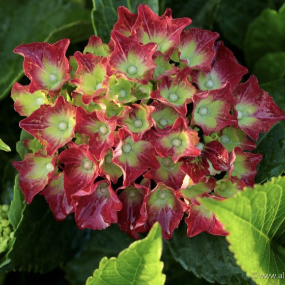 Гортензія Хай Торнадо / Hydrangea m. "Hi Tornado"