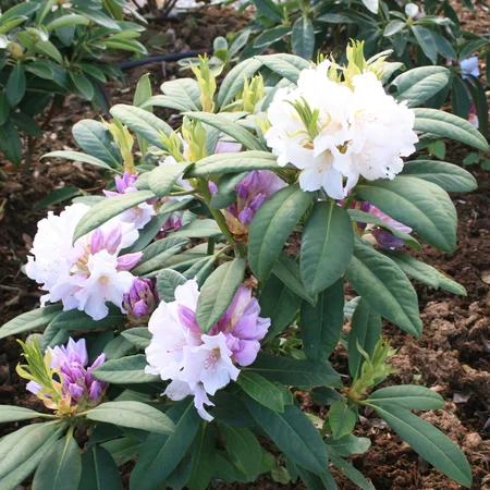 Рододендрон Ескімо / Rhododendron 'Eskimo'