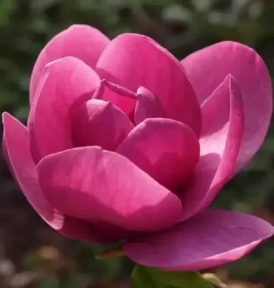 Магнолія Афродіта