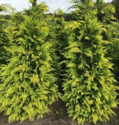 Кіпарисовик лавсона Стардаст