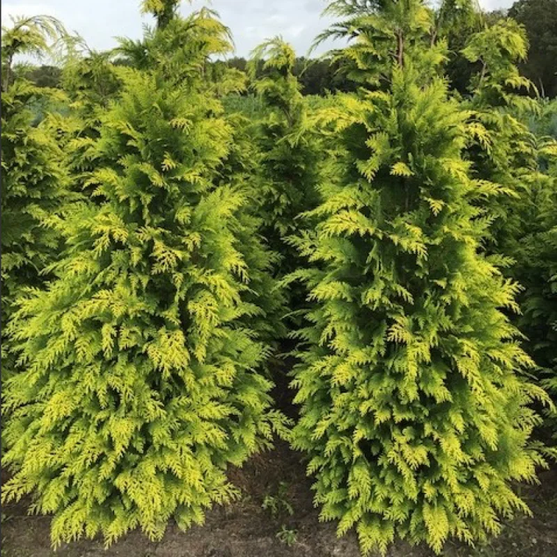 woocommerce product thumbnail