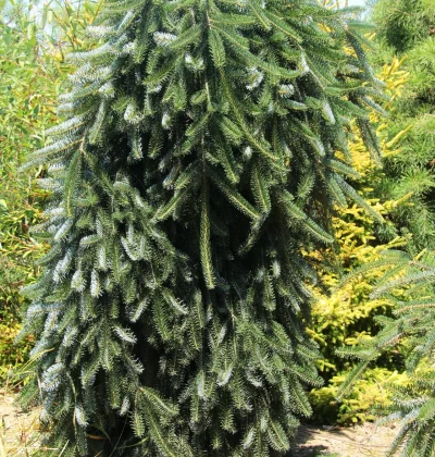 Ялиця біла Пендула / Abies alba 'Pendula'