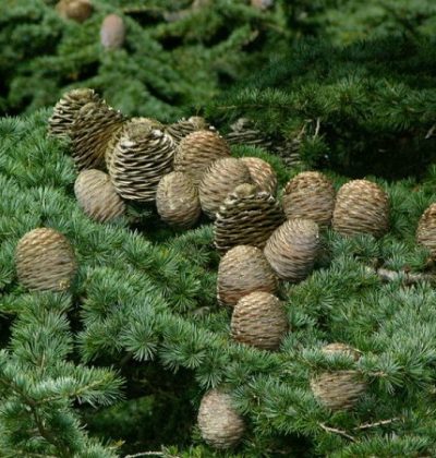Кедр кіпрський Hilliers Compact / Cedrus libani var. brevifolia 'Hilliers Compact'