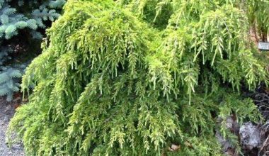 Кедр гімалайський Лайм Глоу / Cedrus deod. 'Lime Glow'