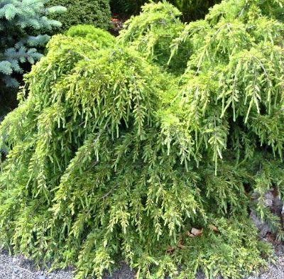 Кедр гімалайський Лайм Глоу / Cedrus deod. 'Lime Glow'