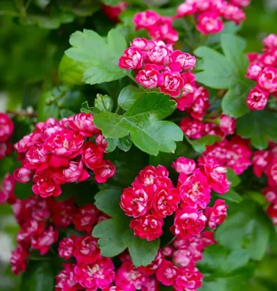 Глід на штамбі