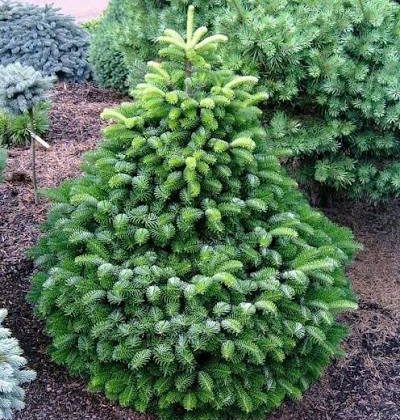 Ялиця нордмана Доброховіце / Abies nordm. 'Dobrochovice'