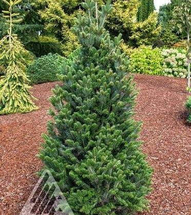 Ялиця біла Пірамідаліс / Abies alba 'Pyramidalis'