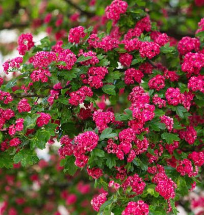 Глід (Бояришник)