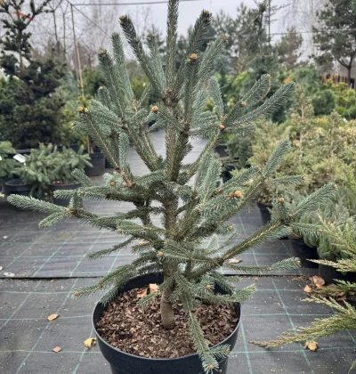 Ялина канадська Араукаріодес / Picea glauca Araucarioides
