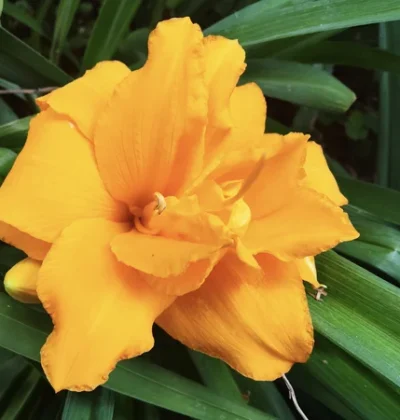 Лилейник махровий Condilla