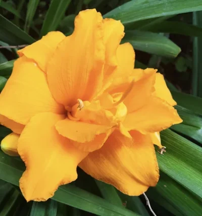 Лилейник махровий Condilla