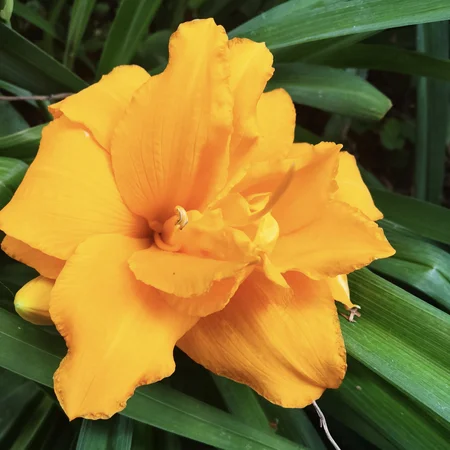 woocommerce product thumbnail