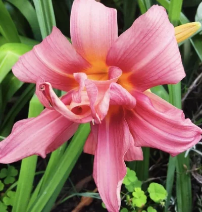 Лилейник Double Passion