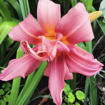 woocommerce product thumbnail