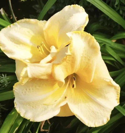 Лилейник гібрідний 'Precious Doro'