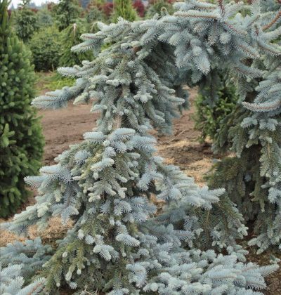 Picea pungens 'Koster Pendula'