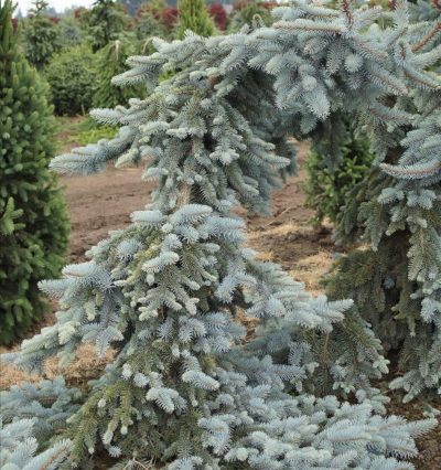 Picea pungens 'Koster Pendula'
