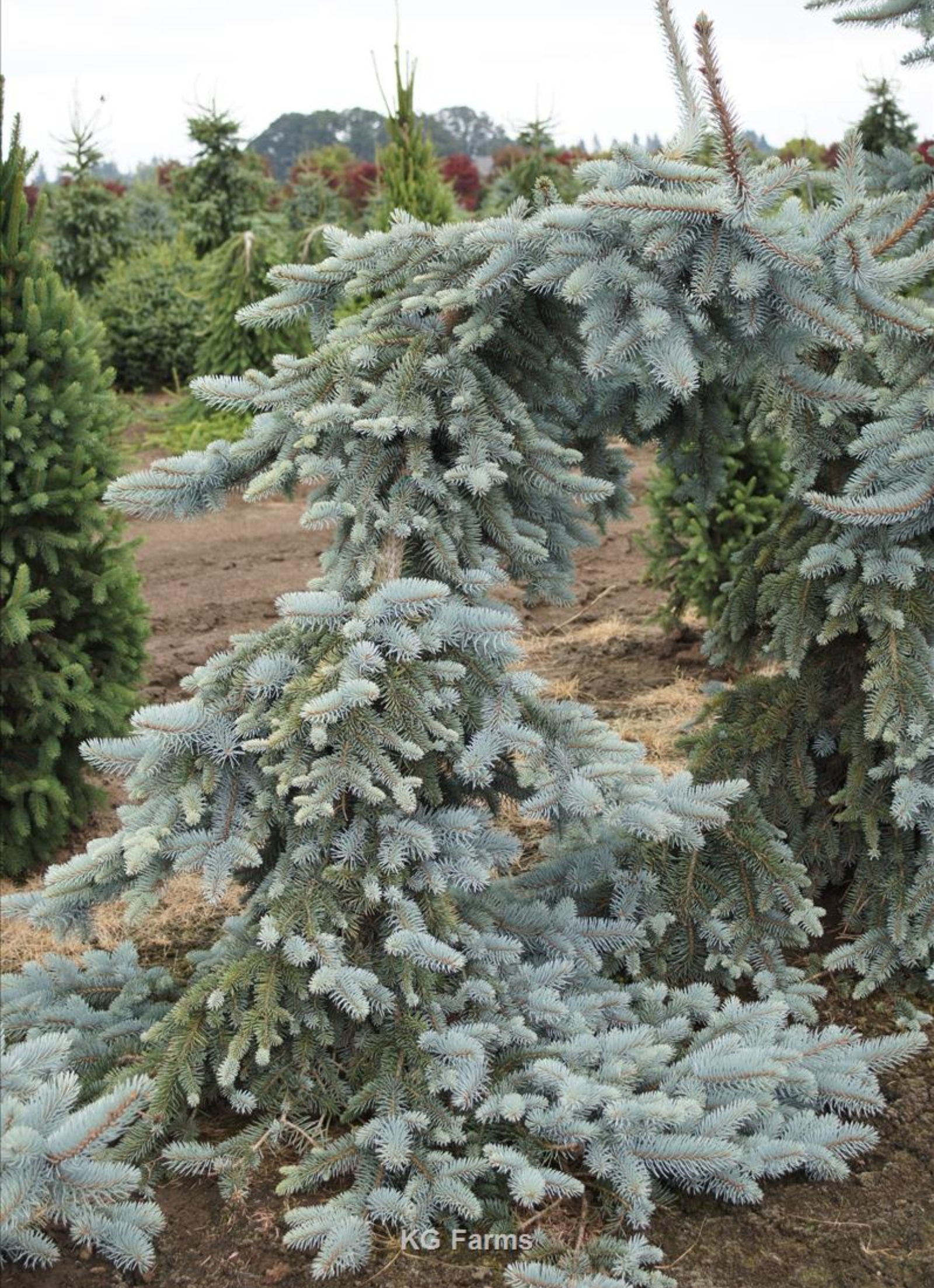 woocommerce product thumbnail