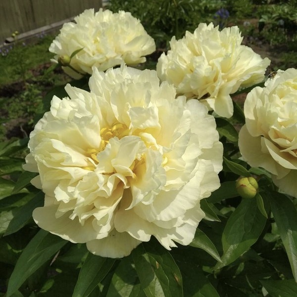 Півонія Early Sensation