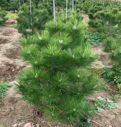 Сосна чорна (австрійська) /Pinus nigra (austriaca) , Кримська сосна