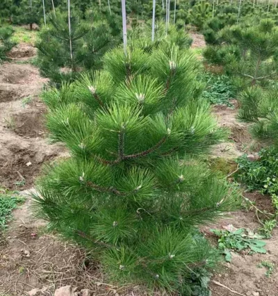 Сосна чорна (австрійська) /Pinus nigra (austriaca) , Кримська сосна