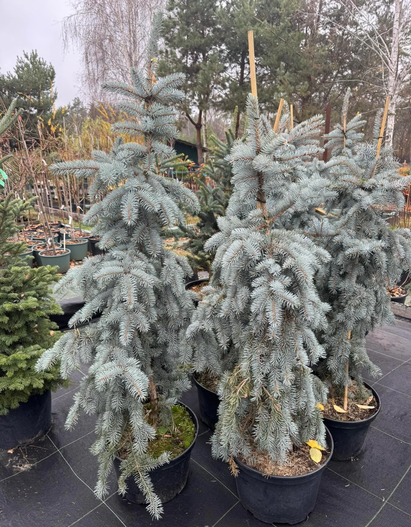 Ялина колюча Костер Пендула / Picea pungens 'Koster Pendula'