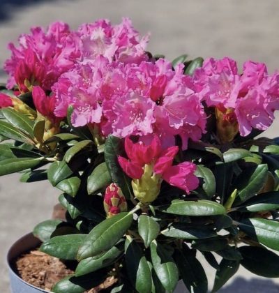 Rhododendron 'Kalinka