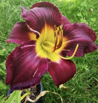 Лилейник Бела Лугоши (Bela Lugosi)