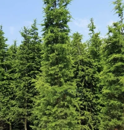 Кедр Італія / Cedrus libani 'Italie'