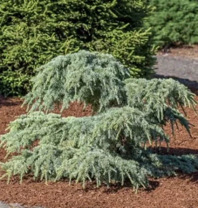 Кедр ліванський Грін Вейв