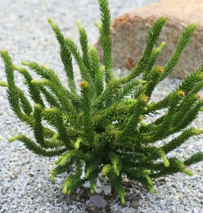 Криптомерія