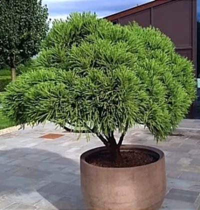 Cryptomeria j. 'Little Champion'