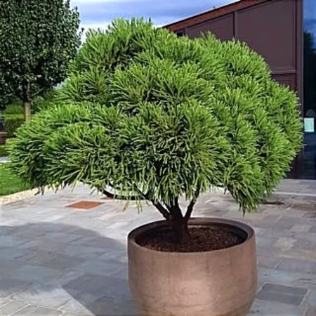 woocommerce product thumbnail