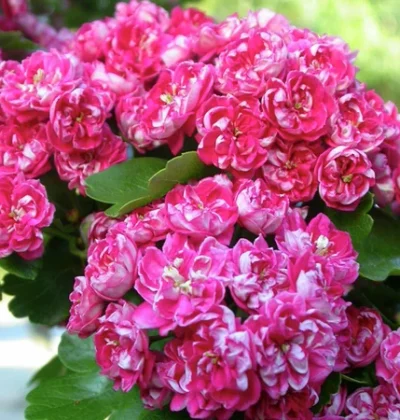 Глід Пауль Скарлет