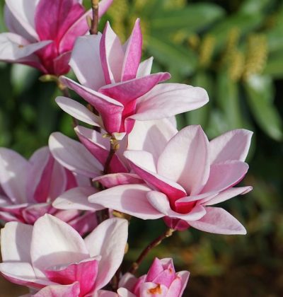 Саженцы МАГНОЛИИ