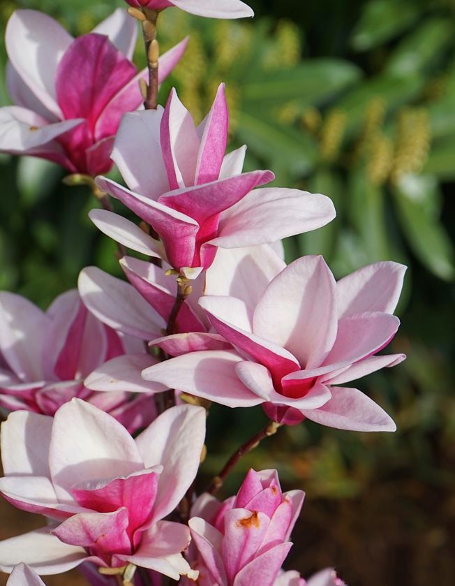 Саджанці МАГНОЛІЇ