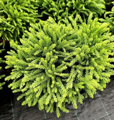 Cryptomeria j. 'Hide'
