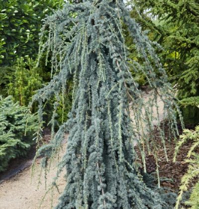 Кедр атлантіка Глаука Пендула / Cedrus atlantica Glauca Pendula