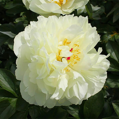 Півонія Early Sensation'