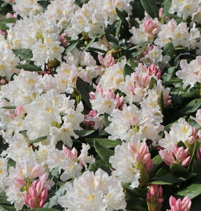 Рододендрон гібридний 'Cunningham's White'