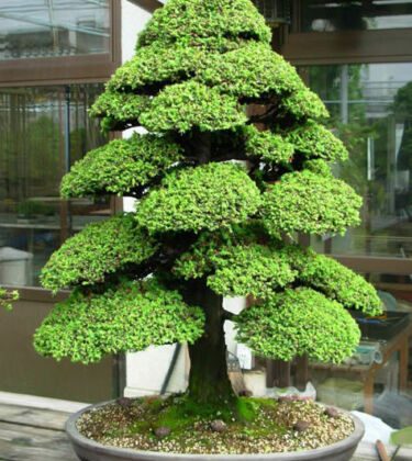 Кедр ліванський ‘Comte de Dijon’